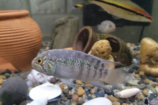 龙纹短鲷好不好养,对水温和水质没有太高要求