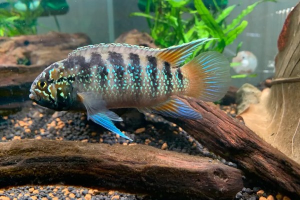 龙纹短鲷好不好养,对水温和水质没有太高要求