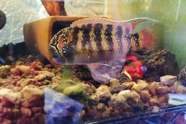 龙纹短鲷好不好养,对水温和水质没有太高要求