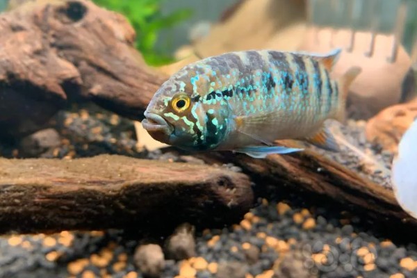 龙纹短鲷好不好养,对水温和水质没有太高要求