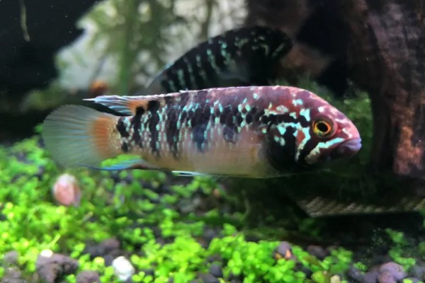 龙纹短鲷好不好养,对水温和水质没有太高要求