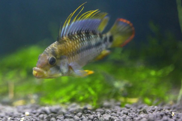 龙纹短鲷好不好养,对水温和水质没有太高要求