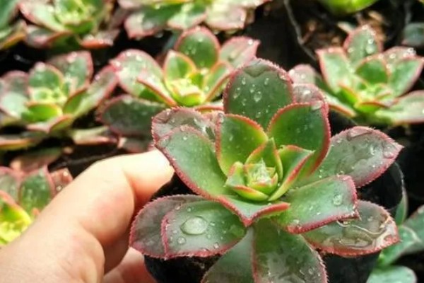 艳日辉叶片背面长黑斑如何解决，发生炭疽病可以喷施咪鲜胺