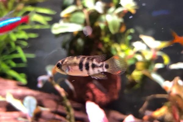 龙纹短鲷好不好养,对水温和水质没有太高要求