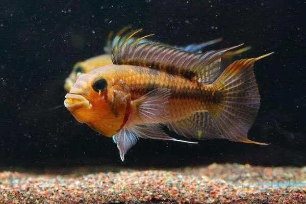 龙纹短鲷好不好养,对水温和水质没有太高要求