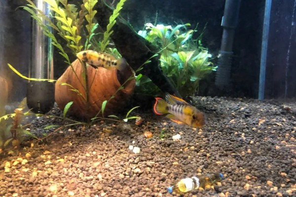 龙纹短鲷好不好养,对水温和水质没有太高要求