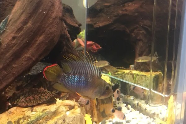 龙纹短鲷好不好养,对水温和水质没有太高要求