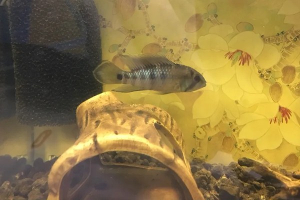 龙纹短鲷好不好养,对水温和水质没有太高要求