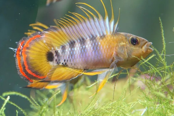 龙纹短鲷好不好养,对水温和水质没有太高要求