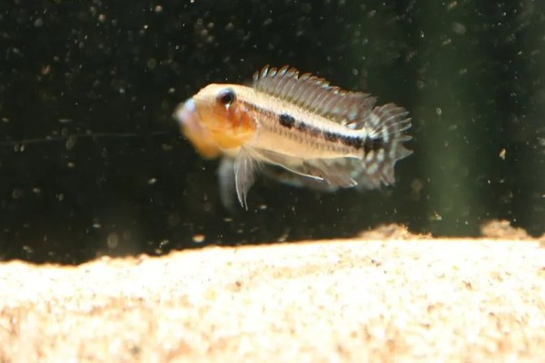 龙纹短鲷好不好养,对水温和水质没有太高要求