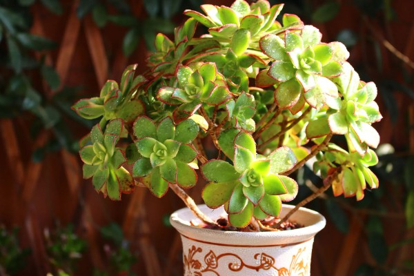 艳日辉叶片背面长黑斑如何解决，发生炭疽病可以喷施咪鲜胺