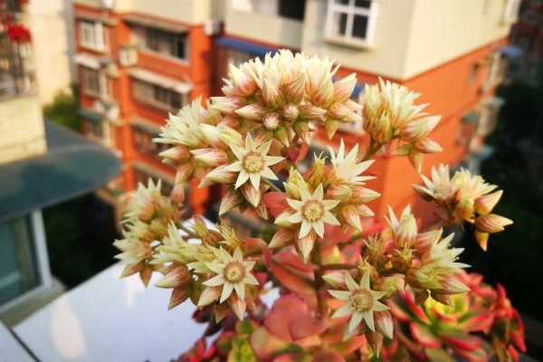 艳日辉叶片背面长黑斑如何解决，发生炭疽病可以喷施咪鲜胺