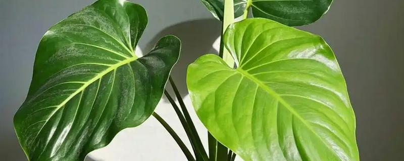 春天怎么养滴水观音，在18℃以上的环境养护为佳