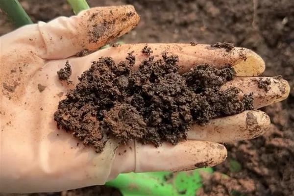 怎么养殖发财树，定期剪除不良枝叶可提高观赏性