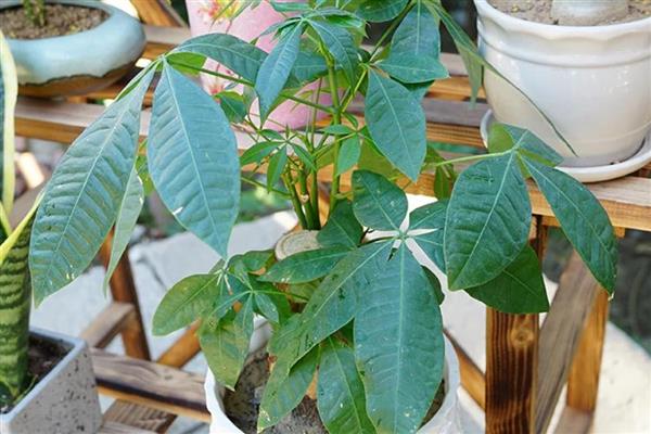 怎么养殖发财树，定期剪除不良枝叶可提高观赏性