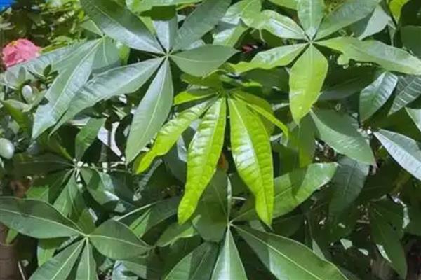 怎么养殖发财树，定期剪除不良枝叶可提高观赏性