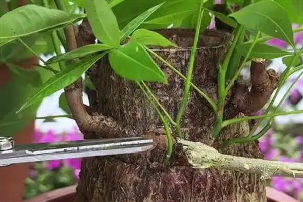 怎么养殖发财树，定期剪除不良枝叶可提高观赏性
