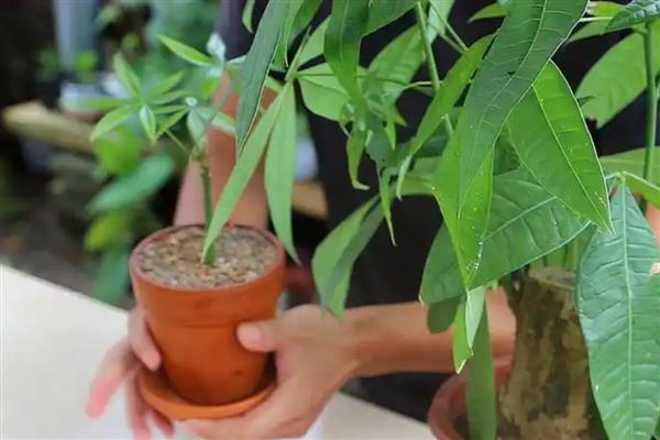 怎么养殖发财树，定期剪除不良枝叶可提高观赏性