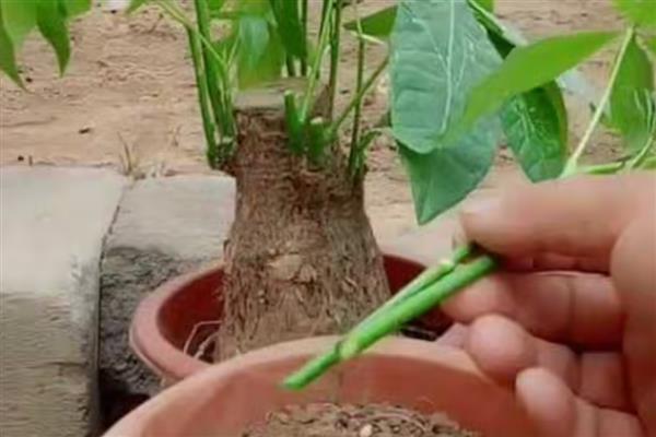 怎么养殖发财树，定期剪除不良枝叶可提高观赏性