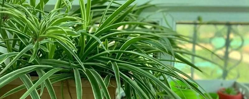 什么植物去甲醛效果好，推荐芦荟、吊兰等