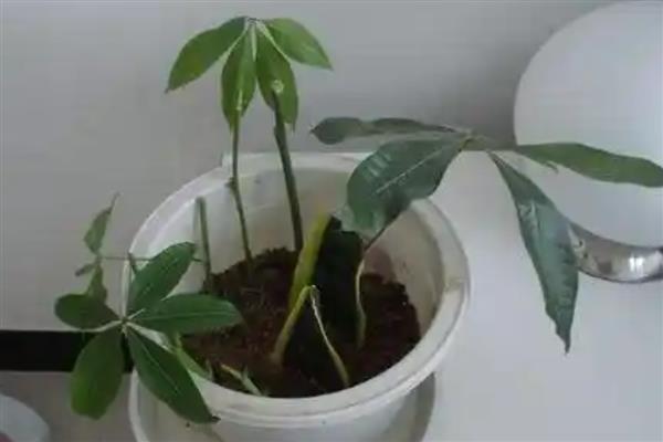 怎么养殖发财树，定期剪除不良枝叶可提高观赏性