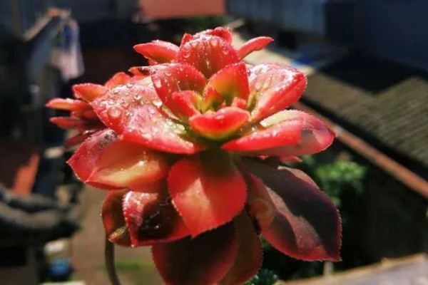 艳日辉叶片背面长黑斑如何解决，发生炭疽病可以喷施咪鲜胺