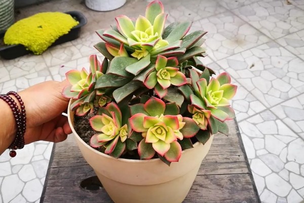 艳日辉叶片背面长黑斑如何解决，发生炭疽病可以喷施咪鲜胺