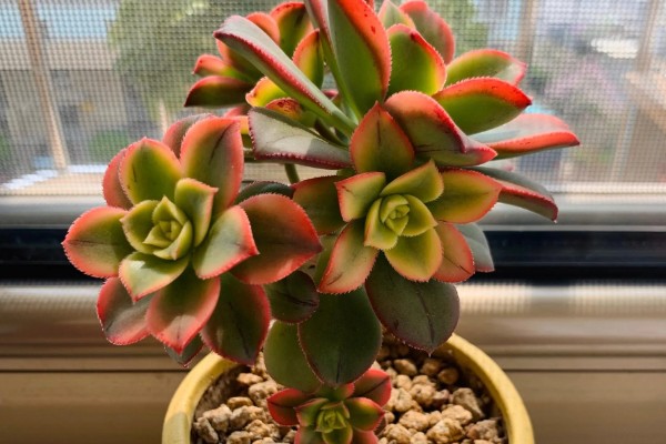 艳日辉叶片背面长黑斑如何解决，发生炭疽病可以喷施咪鲜胺