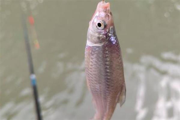 秋田狐鱼钩适不适合拉饵，适合用拉饵