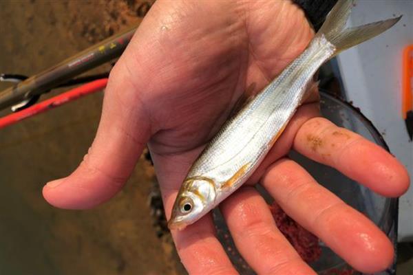 秋田狐鱼钩适不适合拉饵，适合用拉饵