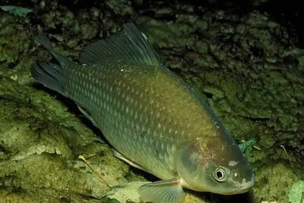 秋田狐鱼钩适不适合拉饵，适合用拉饵