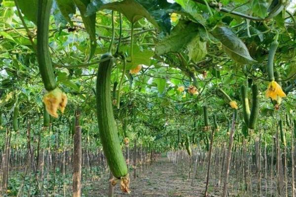 如何解决丝瓜烂花，可叶面喷施含有硼、钙等元素的叶面肥