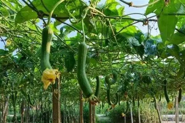 如何解决丝瓜烂花，可叶面喷施含有硼、钙等元素的叶面肥