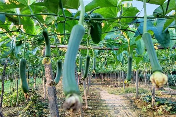 如何解决丝瓜烂花，可叶面喷施含有硼、钙等元素的叶面肥