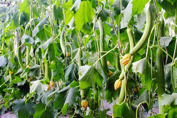 如何解决丝瓜烂花，可叶面喷施含有硼、钙等元素的叶面肥