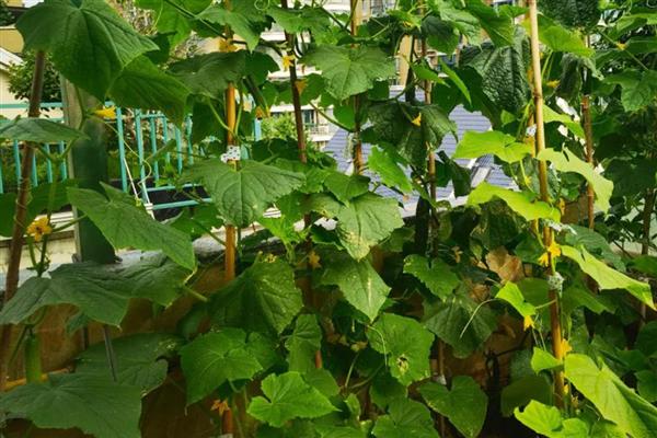 如何解决丝瓜烂花，可叶面喷施含有硼、钙等元素的叶面肥