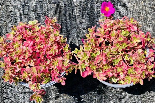 太阳花锦多肉怎么养殖，生长期每隔1个月追肥一次