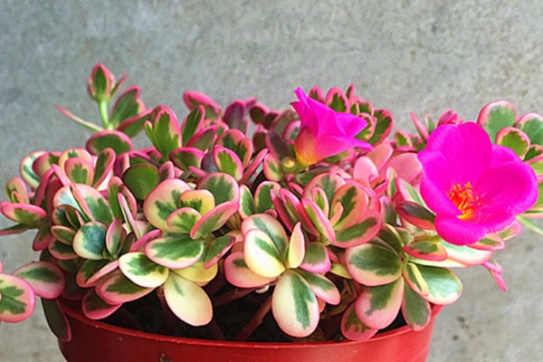 太阳花锦多肉怎么养殖，生长期每隔1个月追肥一次