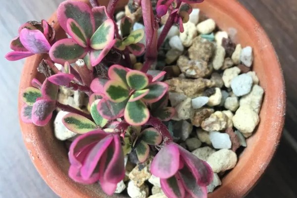 太阳花锦多肉怎么养殖，生长期每隔1个月追肥一次