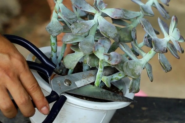 太阳花锦多肉怎么养殖，生长期每隔1个月追肥一次