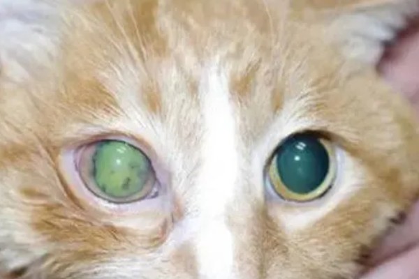 犬猫青光眼的症状，早期症状为泪溢、轻度眼睑痉挛等