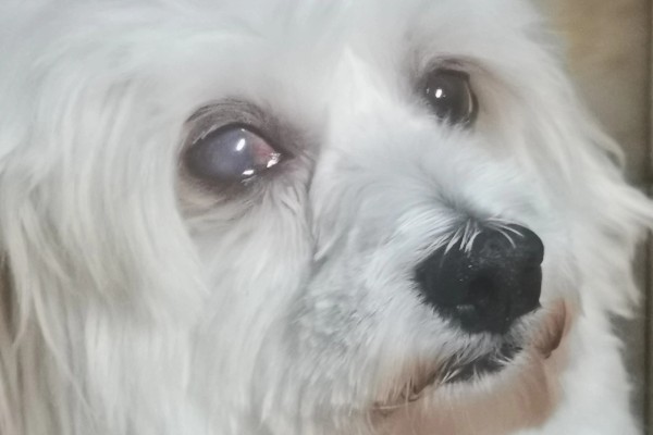 犬猫青光眼的症状，早期症状为泪溢、轻度眼睑痉挛等