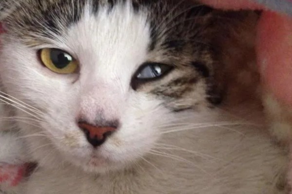 犬猫青光眼的症状，早期症状为泪溢、轻度眼睑痉挛等