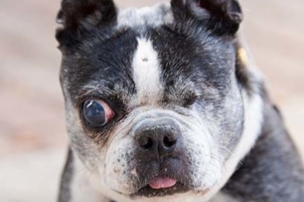 犬猫青光眼的症状，早期症状为泪溢、轻度眼睑痉挛等