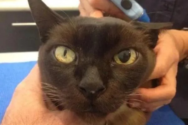 犬猫青光眼的症状，早期症状为泪溢、轻度眼睑痉挛等