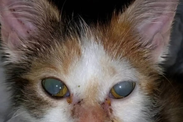 犬猫青光眼的症状，早期症状为泪溢、轻度眼睑痉挛等