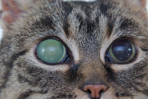 犬猫青光眼的症状，早期症状为泪溢、轻度眼睑痉挛等