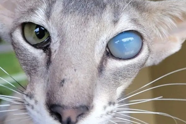 犬猫青光眼的症状，早期症状为泪溢、轻度眼睑痉挛等