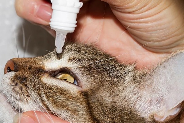 犬猫青光眼的症状，早期症状为泪溢、轻度眼睑痉挛等