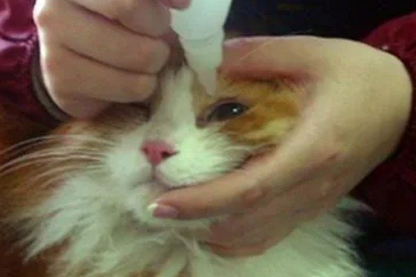 犬猫青光眼的症状，早期症状为泪溢、轻度眼睑痉挛等